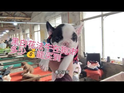 黑狗品種|10種黑白狗品種：引人注目的犬類伴侶